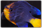 Orangetail Blue Damselfish